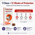 Bravecto Chewable for Dogs | Flea Tick Lice Mite Support | 12 Weeks Long-Lasting Pet Care